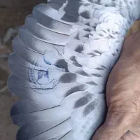 کبوتر پلاکی مسافتی|پرنده|حمیدیا, |دیوار
