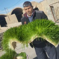 تولیدعلوفه ارگانیک هیدروپونیک برای دام