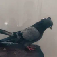 کبوتر|پرنده|اردکان, |دیوار