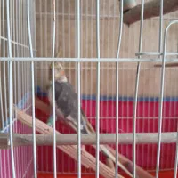 عروس هلندی سخنگو