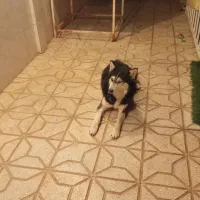 سگ‌هاسکی‌حرف‌گوش‌کن