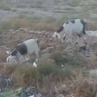 بز  جوان همراه بزغاله ماده  که بز دوباره آبستن