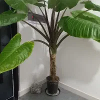 گل بابا آدم|گل و گیاه طبیعی|رشت, حمیدیان|دیوار