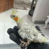 لوازم عروس هلندی