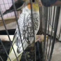 پرنده