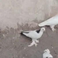 گفتر|پرنده|مرند, |دیوار