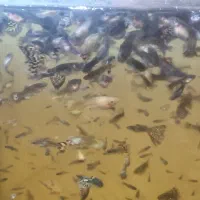 ماهی گوپی تایگر