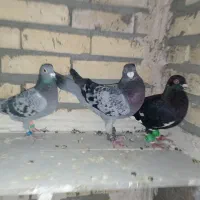 شش کفتر عالی از هر لهاز|پرنده|تربت جام, میان جام|دیوار