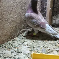 سخریج