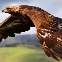 فروش انواع پرندگان