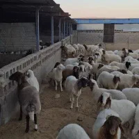 ۷۰ راس بره نره چاق صادراتی رومشگان