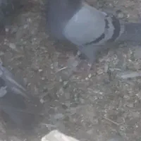 کبوتر