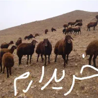 میش آبستن یا میش و بره