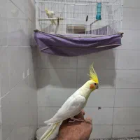 عروس هلندی سخنخگو