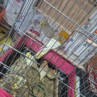 فروشی عروس هلندی با قفس