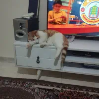 گربه نر ۹ماهه شناسنامه دار واگذاری رایگان