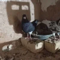 چند جفت شهری خوب با جوجه.داریون|پرنده|شیراز, داریون|دیوار