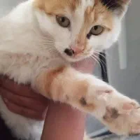 یه عددگربه خونگی