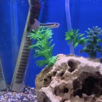 ماهی تترا|ماهی|صحنه, |دیوار