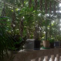 گلدانهای طبیعی خانگی