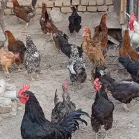 فروش مرغ و خروس
