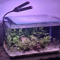 دو عدد اکواریوم پلنت و زیبا سالم شیشه خم