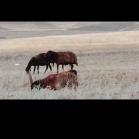 قوچ کار همو