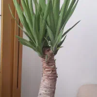 گل طبیعی|گل و گیاه طبیعی|بیرجند, |دیوار