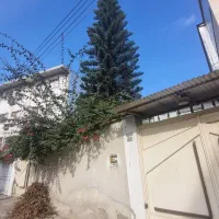 کاج مطبق|گل و گیاه طبیعی|قائم‌شهر, |دیوار