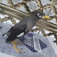 مرغ مینا|پرنده|قدس, شهر‌قدس|دیوار