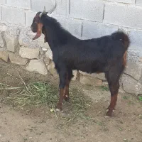 دو عدد بز|حیوانات مزرعه|اهواز, کیانپارس |دیوار