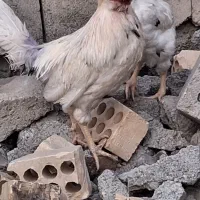 دوخروس خوب|حیوانات مزرعه|کهنوج, |دیوار