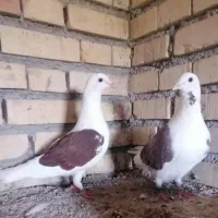 پلاکی گراف|پرنده|مشهد, شهرک رازی (شهرک غرب)|دیوار