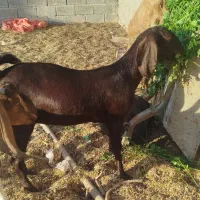 بز پاکستانی کاموری ونری دورگ کاموری|حیوانات مزرعه|جیرفت, |دیوار