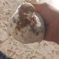 ماده دم زرد|پرنده|سیلاخور, |دیوار