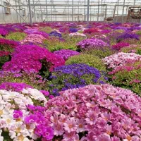 گلهای شب عید گل سینره