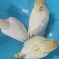 جوجه عروس هلندی|پرنده|فسا, |دیوار