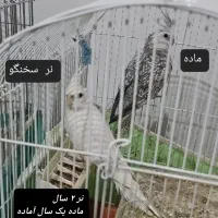 طوطی عروس هلندی لوتینو آلبینو ایزابلا دوکت۳تا۲۴ماه|پرنده|رشت, بلوار گیلان|دیوار