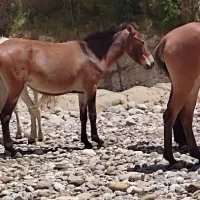 قاطر|حیوانات|الیگودرز, |دیوار