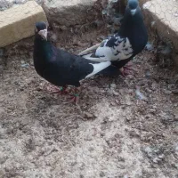 ۴تا کبوتر رنگی|پرنده|اسفرورین, |دیوار