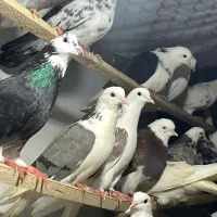 گله ای  + یک جفت کفتر کبوتر پرستویی