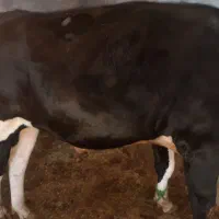 گوساله نر گوشتی