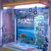 آکواریوم ماهیران|ماهی|ارومیه, |دیوار