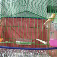 قناری نر مست