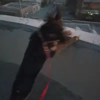 سگ ژرمن شپرد