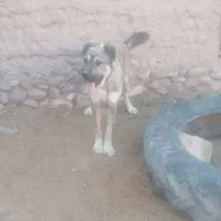 سلام یک عدد کوچ ۱۰ماهه سرابی|سگ|درمیان, |دیوار