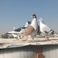 کبوتر پرنده|پرنده|قزوین, |دیوار