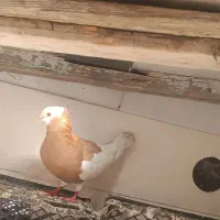 کبوتر|پرنده|بندر ترکمن, |دیوار