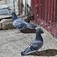 یک جفت پلاکی مسافتی اصل|پرنده|قم, چهار مردان|دیوار