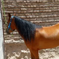 مادیان پرخون کرد|اسب و تجهیزات اسبسواری|تبریز, |دیوار